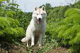 SIBERIAN HUSKY 332
